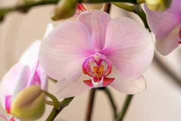 Close-up of blooming orchids at the beginning of spring with all its color and freshness