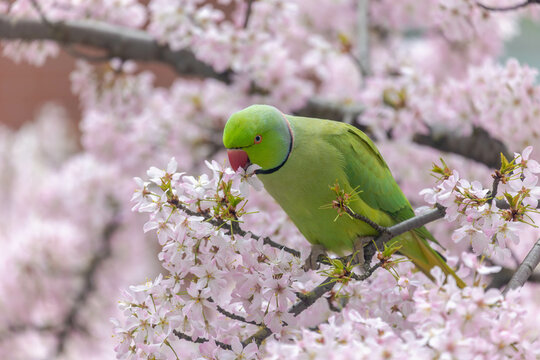 Selective focus of Rose-ringed parakeet bird pecking cherry blossom flowers on the tree in spring, Psittacula krameri is eating sakura in the park, Floral pattern texture, Nature wallpaper background.