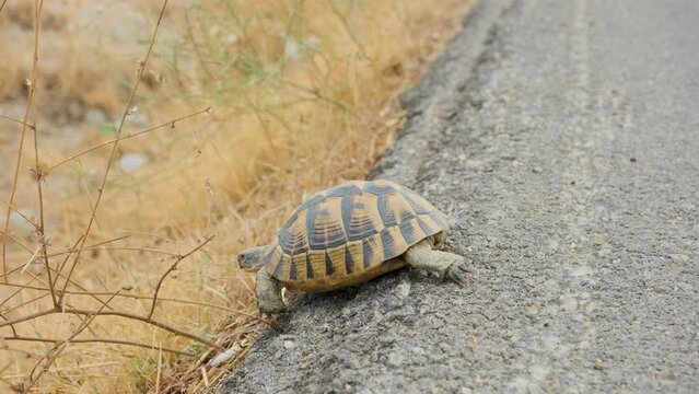The tortoise is walking across the asphalt road.
