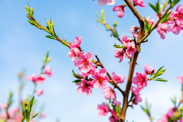 Blossoming peach tree branches, the background blurred. Close up of a peach blossom. Beautiful Pink Peach Blossoms in a Garden. toned