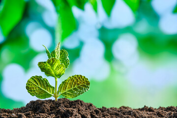 green sprout with broad lobed leaves growing out of the ground with defocused background