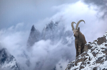 Altai Ibex or Himalayan Ibex  on the mountain - 586927347