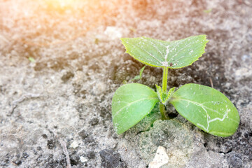 young green sprouts in the ground. Cucumber shoots. Green leaves. Black soil. Vegetable plants. Agricultural business. sprouts of cucumber. toned