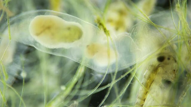 Worm Chaetogaster sp. under the microscope, Class Oligochaeta. Crawls among algae, in the stomach is visible Ostracoda, which he ate