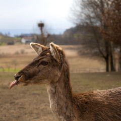 A Germany deer