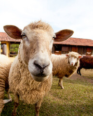 Sheep, cows and horses being treated and fed on the farm
