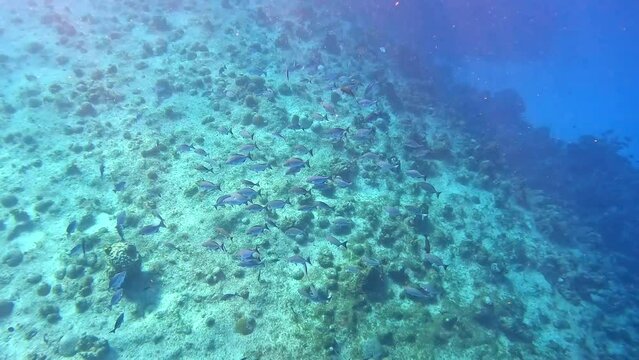 A school of Bermuda Chub swimming in the deep water rock and coral ree