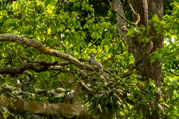 indian grey hornbill or Ocyceros birostris bird perched on tree in natural green background at pilibhit national park forest or tiger reserve uttar pradesh india asia © Sourabh