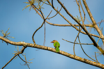 brown headed barbet or Asian barbet or Psilopogon zeylanicus bird perched in natural blue sky background terai forest pilibhit national park or tiger reserve uttar pradesh india