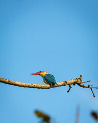 stork billed kingfisher or tree kingfisher or Pelargopsis capensis bird closeup perched in natural...