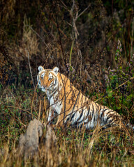 wild female bengal tiger or panthera tigris tigris with eye contact in early winter morning light at grassland of dhikala zone of jim corbett national park forest tiger reserve uttarakhand india asia