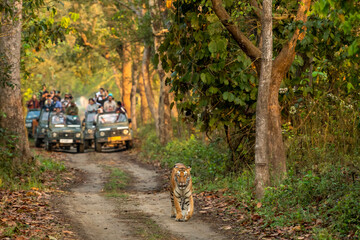 wild female tiger or panthera tigris a showstopper on morning stroll in her territory and blurred safari vehicles tourist in background at pilibhit national park forest reserve uttar pradesh india