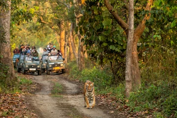 Foto op Aluminium wild female tiger or panthera tigris a showstopper on morning stroll in her territory and blurred safari vehicles tourist in background at pilibhit national park forest reserve uttar pradesh india © Sourabh