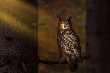 Owl in dark forest. Eagle owl, Bubo bubo, perched on spruce branch in colorful autumn forest. Beautiful large owl with orange eyes. Bird of prey in natural habitat. Wildlife nature. Mixed forest.