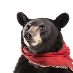 n isolated Black Bear(Ursus americanus) Portrait with a hat. front view, cheeky humor, fun Wildlife-themed, photorealistic illustration on a transparent background cutout in PNG. Generative ai