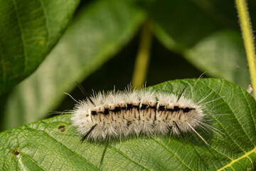 Hickory Tussock Moth Caterpillar - Lophocampa caryae