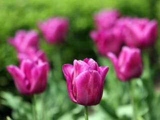 Beautiful flowers of purple tulips, close-up