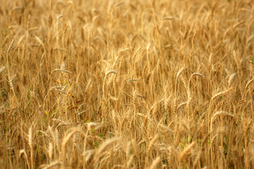 Wheat field, in the form of a homogeneous natural background or texture