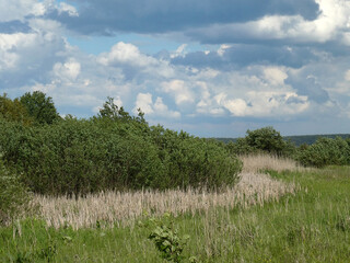 Beautiful spring meadow and swamp landscape, trees and dry reeds against the background of clouds