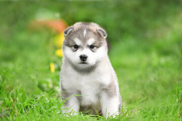 Alaskan Malamute puppy of gray and white color sits in the spring on the green grass in the park close-up