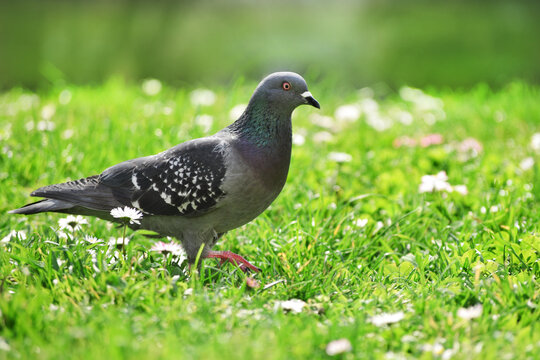 Indian Pigeon OR Rock Dove - The rock dove, rock pigeon, or common pigeon is a member of the bird family Columbidae. Pigeon in park in spring