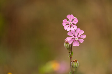 Mediterranean catchfly: a species of Campions, also known as Carmine catchfly, its botanical name is Silene Colorata.