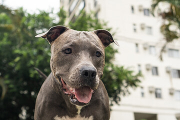 Blue nose Pit bull dog playing with ball and having fun in the park at cloudy day. Selective focus