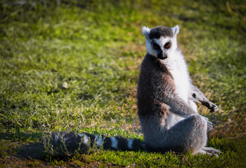 Naklejka na ściany i meble Cute adult lemur sitting on green grass in Izmir Wild nature park, Turkey.