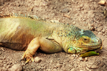 A green large reptile lies on the ground in Izmir Zoo, Turkey.