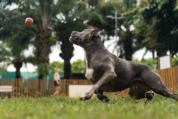 Blue nose Pit bull dog playing with ball and having fun in the park at cloudy day. Selective focus
