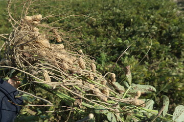 peanut field with harvest peanut design for abundance and food concept
