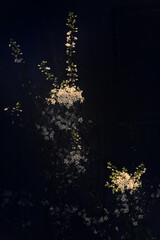 Cherry Blossoms. Beautiful Spring Tree
