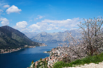 Fototapeta na wymiar Garden with blossom almond tree high up above the beauty Kotor bay. Montenegro travel destinations and famous places