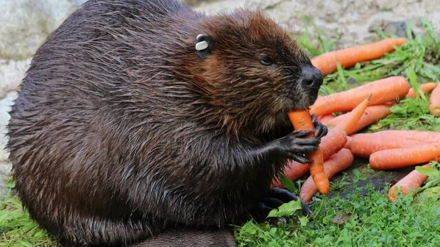 Eurasian beaver (Castor fiber) or European beaver is a beaver species that was once widespread in Eurasia, but was hunted to near-extinction for both its fur and castoreum.