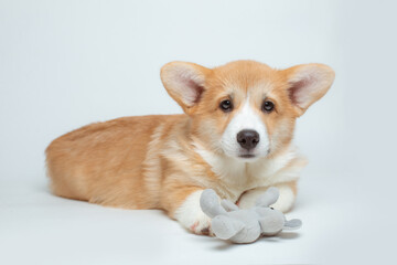 a Welsh corgi puppy plays with a soft toy on a white background