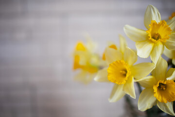Baner seasonal spring delicate female yellow daffodil flowers with space for text, mocap, copy space. Easter, holiday, for site, spring mood, seasonal flowers, mother's day, women's day