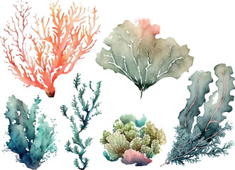 Set of vector watercolor seaweed and corals isolated on white. Sea theme, design element, decoration of water entertainment places, parks, beaches.