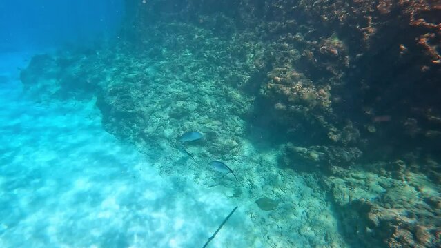 Bar Jacks swimming near the rock and coral ree