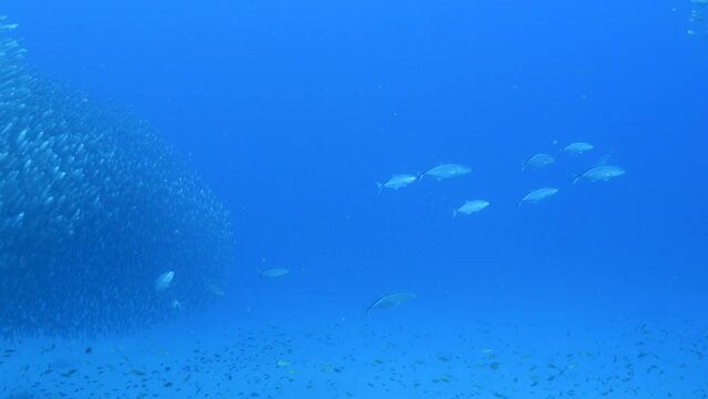 Seascape with hunting Jack fish in School of Fish, Big Eye Scad fish