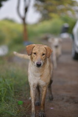 picture of street dog