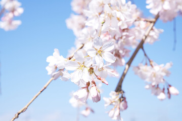青空に映える桜