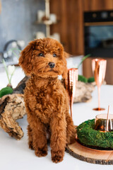 A dog sits on a table with a copper cocktail and a green plant.