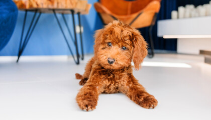 A brown toy poodle dog laying on the floor