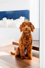 A brown toy poodle dog sitting on the floor