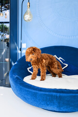 A dog in a blue dog bed with a blue pillow.