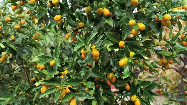 4k slow motion footage of kumquat fruits swaying in the wind on a tree.