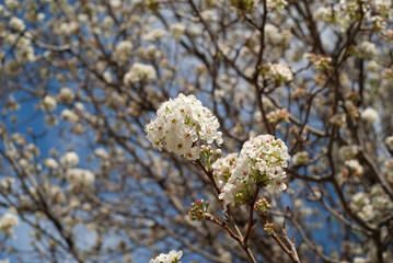 Pyrus calleryana, pera de Callery o pera floreciente.