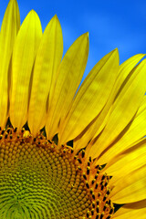 yellow petals and core of a sunflower flower, close-up, as a natural floral background or texture