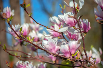 The branches of blooming magnolia under the sunny sky