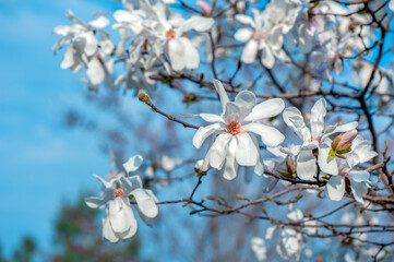 The branch of blooming white magnolia at the sunny day
